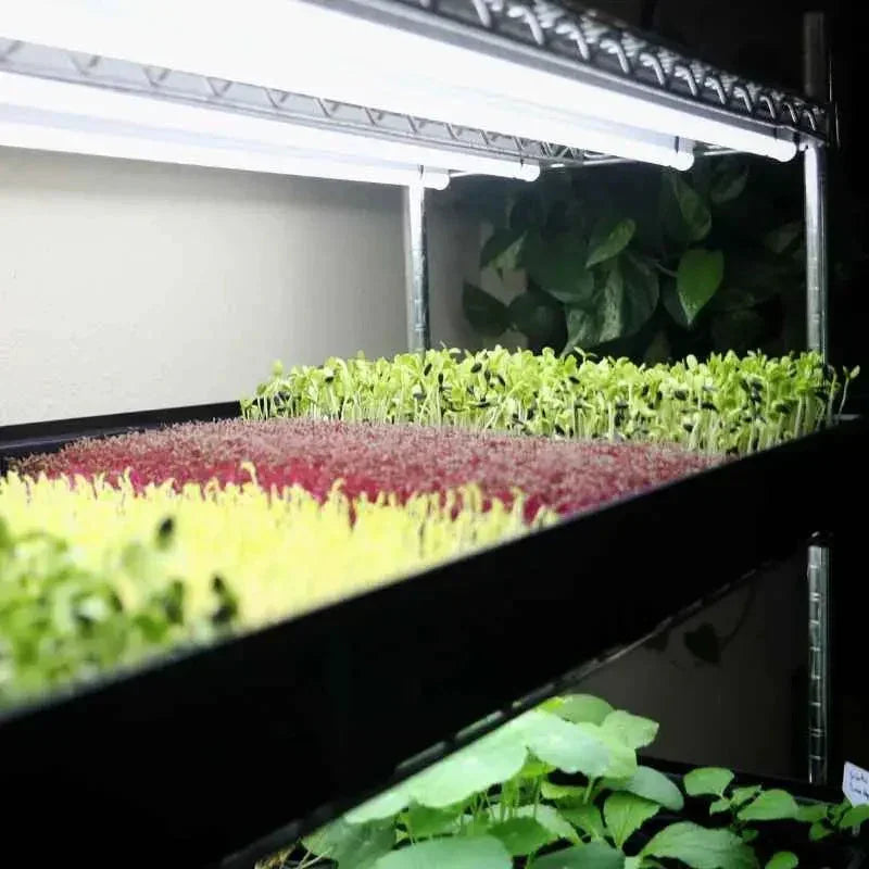 Bootstrap Farmer Grow Rack - Automated Vertical Propagation Rack